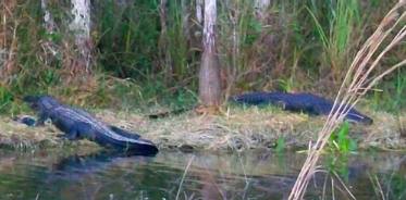 alligators Big Cypress National Preserve