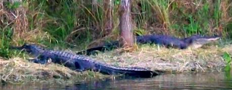 Alligators Big Cypress National Preserve Everglades