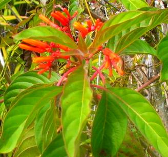 Collier Seminole State Park