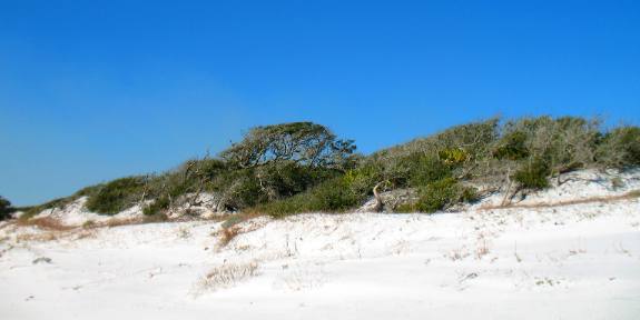 Large sand dune in Camp Helen State Park near Panama City Beach, FL