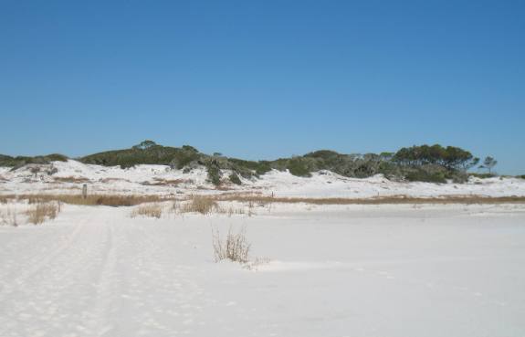Large dune system in Camp Helen State Park near Panama City Beach, FL