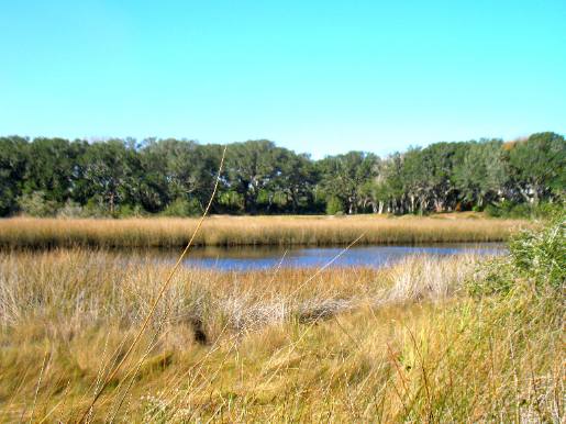 Tidal lagoon in Camp Helen State Park near Panama City Beach, FL