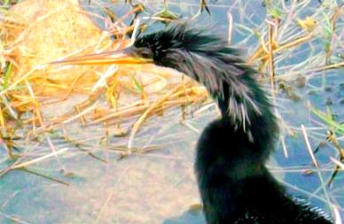 Anhinga