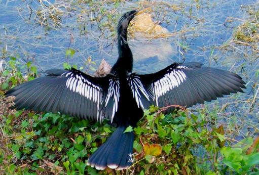 Sunning Anhinga