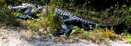 Loop Road Alligator in Everglades