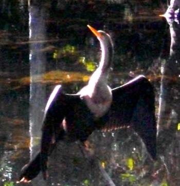 Anhinga