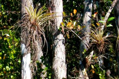 Bromeliad off Loop Trail in Everglades National Park