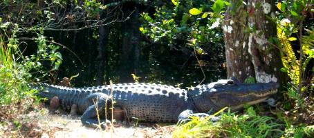 Loop Trail Alligator Everglades