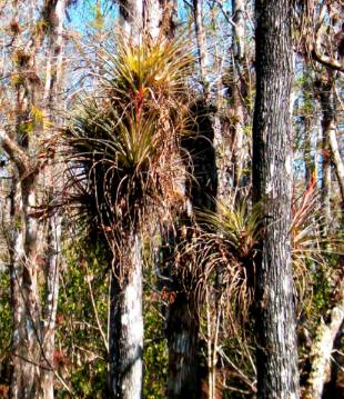 Bromeliad off Loop Trail in Everglades National Park