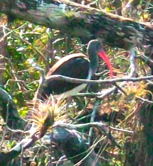 Glossy Ibis Loop Trail Everglades National Park