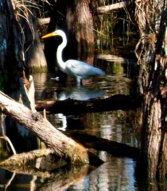 Great egret loop trail everglades