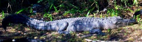 Loop Trail alligator