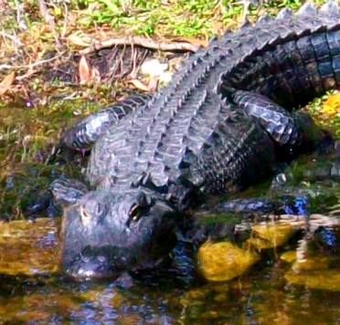 Alligator on Loop Road Everglades NP