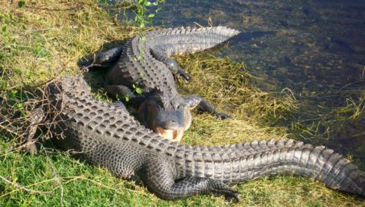 Alligators on Loop Road everglades