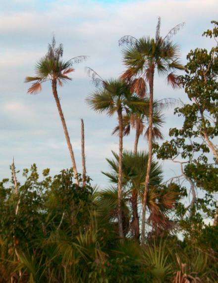 Sable palm trees