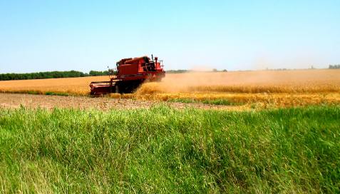 Combine in Kansas wheat field