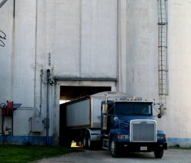 Deilivering grain to the local grain elevator