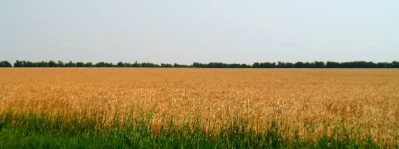 Kansas wheat harvest