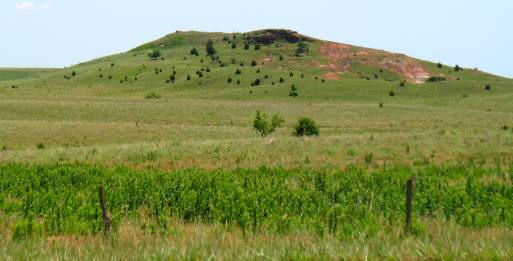 Cattle grazing on this open range land