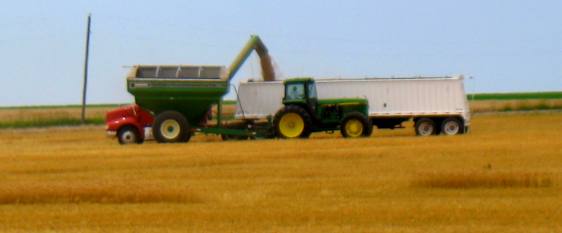 kansas wheat harvest