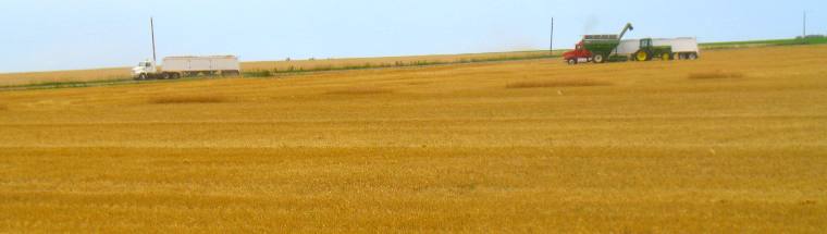 Kansas wheat harvest