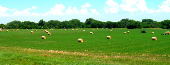 Kansas alfalfa field