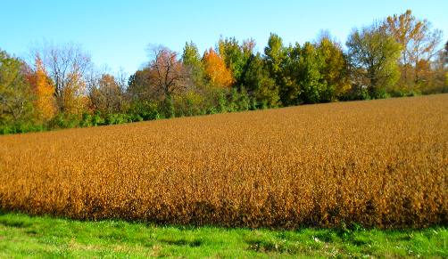 Kansas soy bean field
