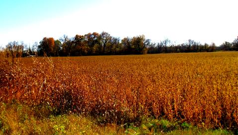 Soy beans ready for harvest