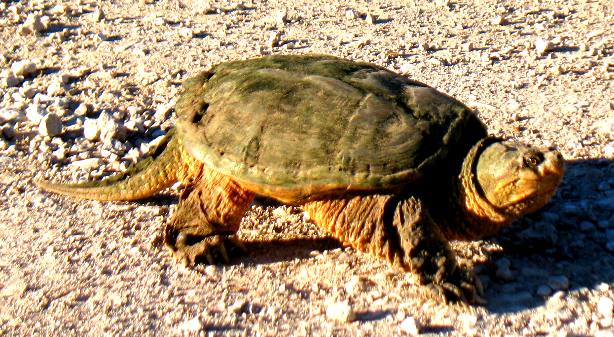 Snapping turtle on country road