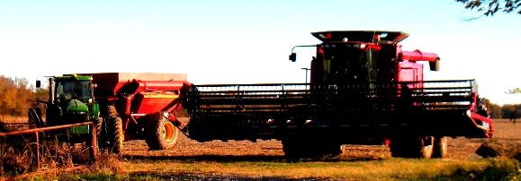 Soybean harvest in Coffeyville, Kansas