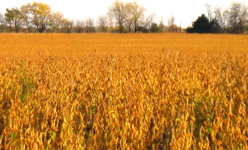 Kansas soy bean field at sunset