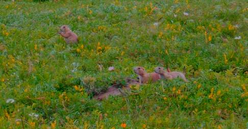 Prairie dogs in Custer State Park