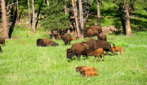 Buffalo in Custer State Park