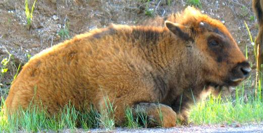 Baby Buffalo was in Wind Cave National Park
