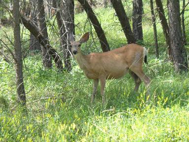 Deer in Custer State Park