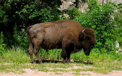 Old solitary buffalo bull in Wind Cave National Park