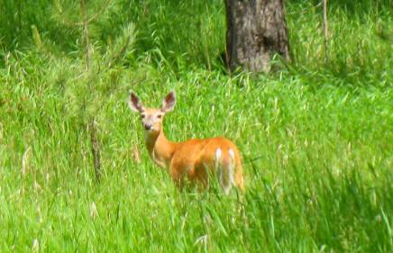Deer just outside Custer State Park