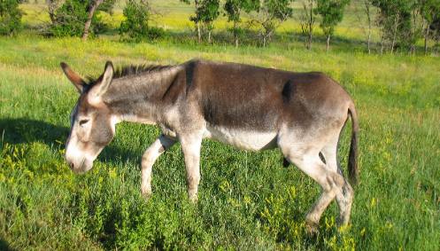 Custer State Park Donkey