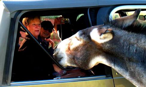 Macklyn Fairchild Feeding Custer State Park Donkeys