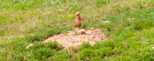 Prairie Dog in Wind Cave National Park
