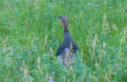 Turkey in Custer State Park