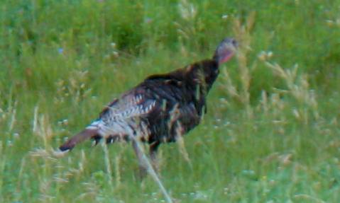Turkey just outside Custer State Park