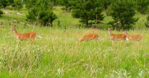 Deer in Custer State Park