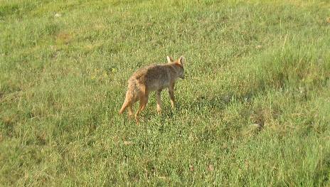 Coyote hunting for prairie dogs in Wind Cave National Park