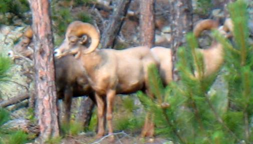 Big Horn Sheep in Custer State Park