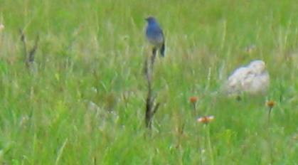 Blue Bird in Custer State Park