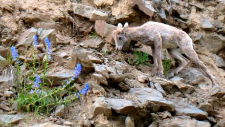 Baby Mountain Goat in Custer State Park