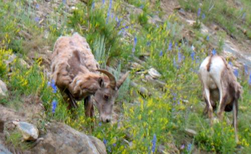 mountain goats in Custer State Park