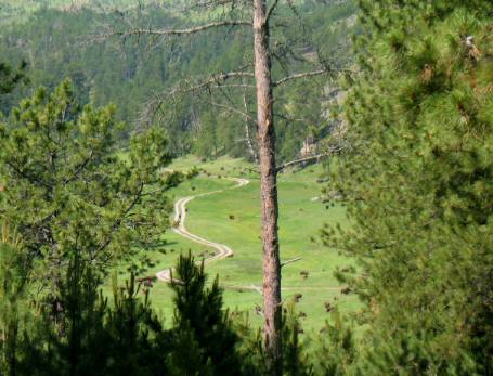 Beautiful valley in Custer State Park