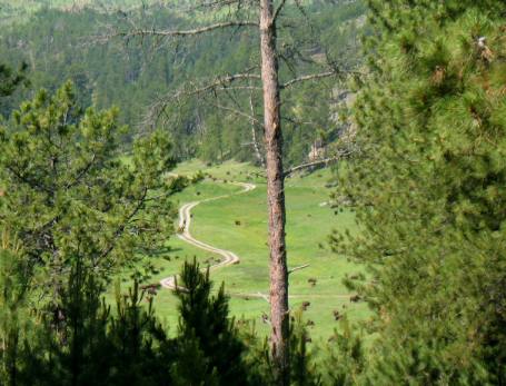 Custer State Park Buffalo